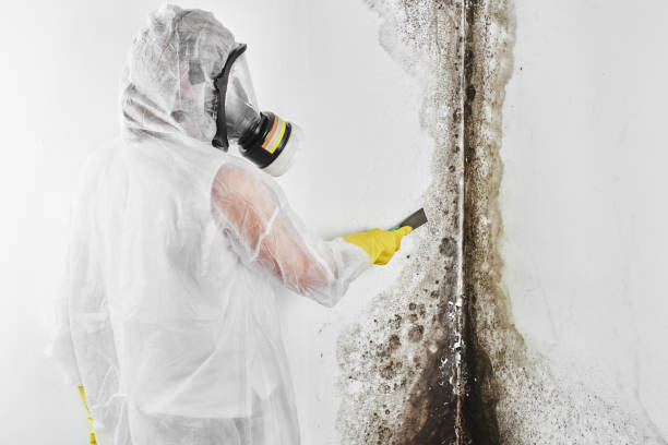 Best Attic Mold Removal  in Peridot, AZ