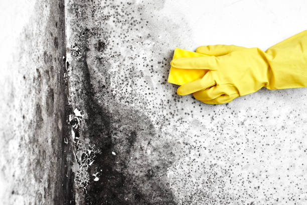 Best Fast Mold Removal  in Peridot, AZ