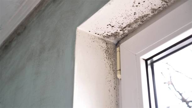 Best Crawl Space Mold Removal  in Peridot, AZ