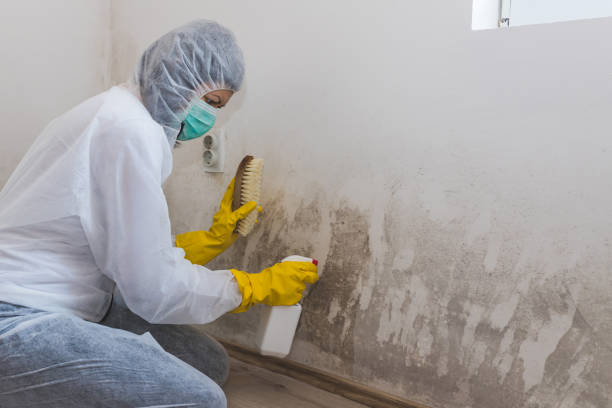 Best Mold Cleaning Services  in Peridot, AZ