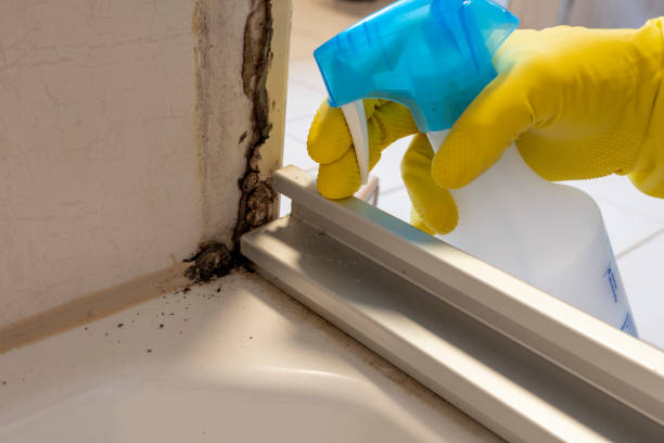 Mold Removal Process in Peridot, AZ