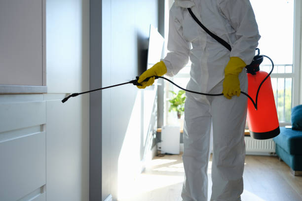 Trusted Peridot, AZ Mold Removal Experts