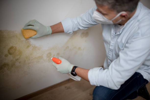 Best Commercial Mold Removal  in Peridot, AZ