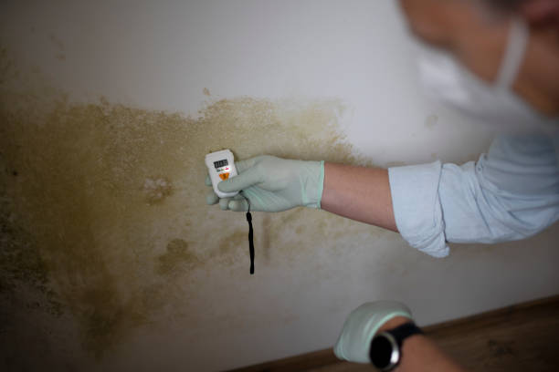 Best Emergency Mold Removal  in Peridot, AZ