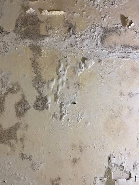Best Mold Removal Company Near Me  in Peridot, AZ