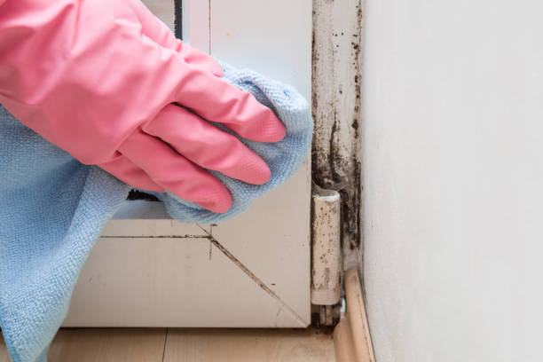 Best Mold Damage Repair  in Peridot, AZ