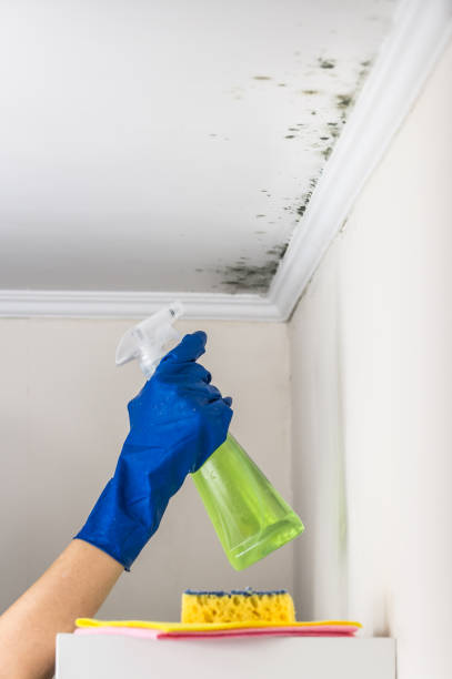 Best Commercial Mold Removal  in Peridot, AZ